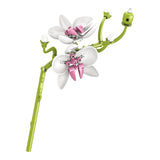The Orchid Whisper