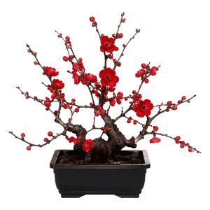 Living Plum Blossom Arrangement