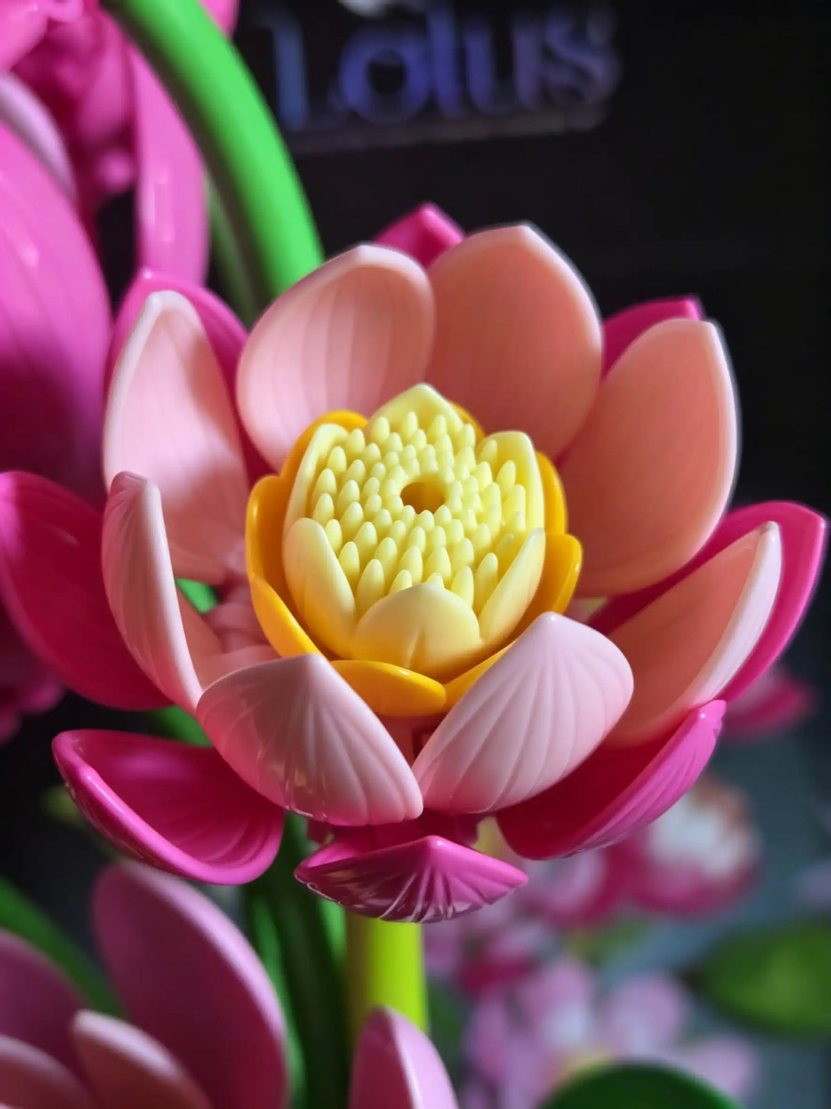 Photo of The Serene Lotus by TeacherMom