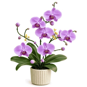 Living Phalaenopsis Orchid