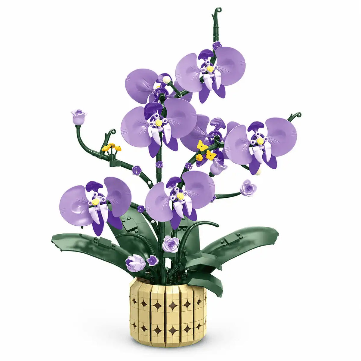 The Orchid Muse