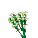 5 stems