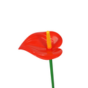 5 flowers