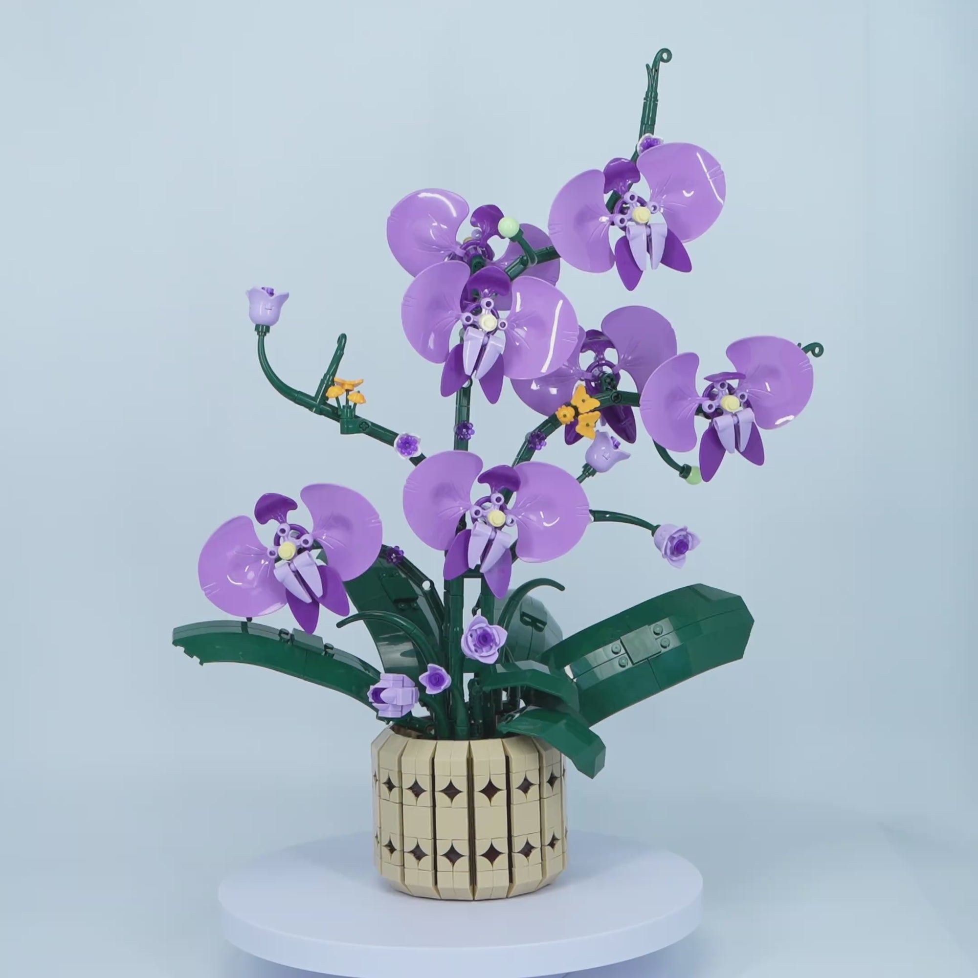 The Orchid Muse