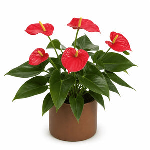 Living Anthurium Plant